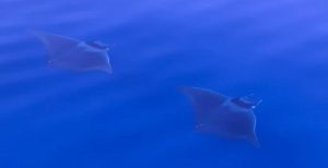 dovolená na plachetnici, dovolená na lodi, dovolená na jachtě, dovolená v Řecku, dovolená na ostrovech, dovolená u moře, kam na dovolenou, plavba na plachetnici, plavba na lodi, plavba na jachtě, plavba v řecku, plavba na dovolené, plavba na moři, moře, pohoda u moře, krásné pláže, krásné zátoky, romantika u moře, romantika na lodi, romantika na plachetnici, romantika na jachtě, lodí kolem ostrovů, zátoky na ostrovech, Řecko, Řecko na plachetnici, Řecko na lodi, Řecko na jachtě, řecké ostrovy, řecké pláže, jachtou po ostrovech, pronájem lodí, pronájem plachetnic, pronájem plachetnice, pronájem jachty, charter, charter lodí, charter plachetnic, charter jachet, jachting, jachting v Řecku, jachting na řeckých ostrovech, yachting, yachting v Řecku, rybolov, rybolov v Řecku, rybolov na plachetnici, řecké ostrovy, kondiční plavby